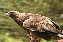 Adult Golden Eagle